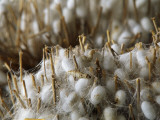 China, Harvesting Silk Cocoons Photographic Print by Keren Su