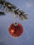 A Christmas Bauble on a Fir Tree Photographic Print