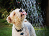 Hot Dog Photographic Print by Jessica Florence