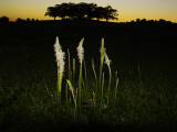 Lit Up Plants at Dusk Photographic Print by Lasse Pattersson