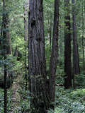 Giant Redwood National Park Photographic Print by Jeff Foott