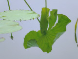 China, Zhejiang Province, Hangzhou, Lotus Leaf with Reflection on the West Lake Photographic Print by Keren Su
