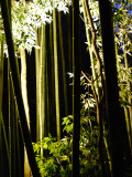 Arashiyama Bamboo Light Up Fotografie-Druck von Lance Xiao