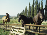 Horses on Farm in Siena, Italy Photographic Print