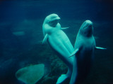 Two Beluga Whales Underwater Fotografisk trykk av Jeff Foott Two Beluga Whales Underwater Fotografisk trykk av Jeff Foott