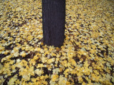 Autumn Leaves under a Tree Fotografisk trykk av Johan Bergmark Autumn Leaves under a Tree Fotografisk trykk av Johan Bergmark