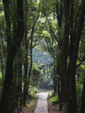 China, Path Among Trees Photographie par Keren Su