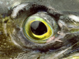 Close Up of an Eye of a Fish Fotografisk trykk av Johan Bergmark Close Up of an Eye of a Fish Fotografisk trykk av Johan Bergmark