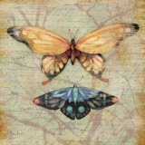 Vintage Butterflies II Affiches par Paul Brent