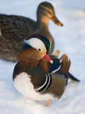 Mandarin Duck (Aix Galericulata) Photographic Print Mandarin Duck (Aix Galericulata) Photographic Print
