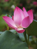 China, Lotus Flower in Blossom Photographic Print by Keren Su