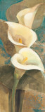 Calla Lily Trio Panel Prints by Albena Hristova Calla Lily Trio Panel Prints by Albena Hristova