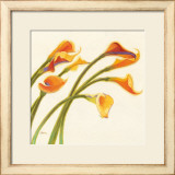 Callas in the Wind I Art by Shirley Novak