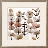 Eucalypti II Póster por Steven N. Meyers