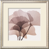 Ginkgo Leaves II Posters by Steven N. Meyers