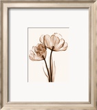 Parrot Tulips II Kunst af Steven N. Meyers