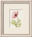 Iceland Poppy II Posters af Steven N. Meyers Iceland Poppy II Posters af Steven N. Meyers