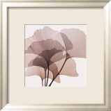 Ginkgo Leaves II Poster par Steven N. Meyers