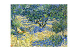Olivenbäume Giclée-Druck von Vincent van Gogh