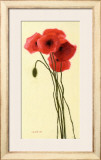 Pavots Rouge I Print by Shirley Novak