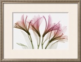 Alstromeria Prints by Steven N. Meyers