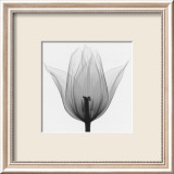 Triumph Tulip Plakat af Steven N. Meyers