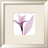 Alstromeria III Plakater af Steven N. Meyers