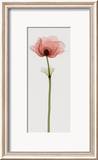 Anemone IV Reprodukcje autor Steven N. Meyers