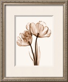 Parrot Tulips II Prints by Steven N. Meyers