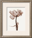 Parrot Tulips I Poster by Steven N. Meyers