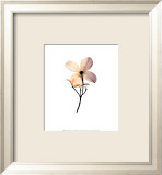Dogwood II Plakater af Steven N. Meyers