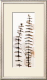 Eucalypti III Prints by Steven N. Meyers