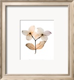 Dogwood I Poster autor Steven N. Meyers Dogwood I Poster autor Steven N. Meyers