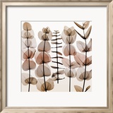 Eucalypti II Poster van Steven N. Meyers