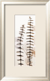 Eucalypti III Posters tekijänä Steven N. Meyers Eucalypti III Posters tekijänä Steven N. Meyers