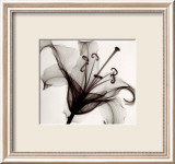 Lily Muscadet Plakat autor Steven N. Meyers Lily Muscadet Plakat autor Steven N. Meyers