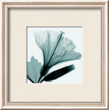 Hibiscus and Bud Plakater af Steven N. Meyers Hibiscus and Bud Plakater af Steven N. Meyers