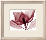 Red Magnolia I Affiches van Steven N. Meyers