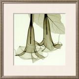 Datura Posters por Steven N. Meyers