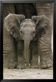 Grandes oreilles Affiche