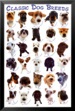 Races de chiens Posters
