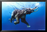 Eléphant en train de nager Affiches par Steve Bloom