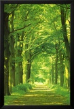 Waldweg Foto von Hein Van Den Heuvel