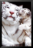 Tiger Photo