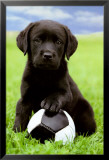 Labrador Photographie