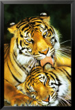 Tiger - Mothers Love Posters