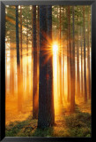 Forest Sunbeams Poster