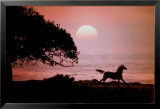 Cheval au galop au coucher du soleil Posters par Julie Habel
