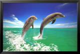 Dauphins et marsouins Affiche