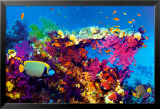 Fish and Coral Poster